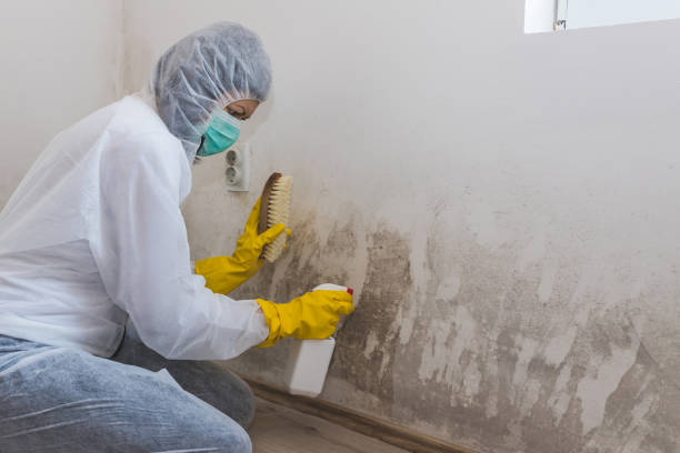 Biohazard Mold Removal in Laureles, TX