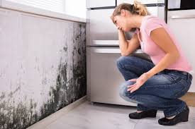 Mold Odor Removal Services in Laureles, TX